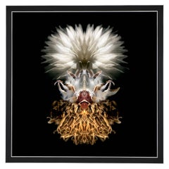 Dagara - Abstract Photography