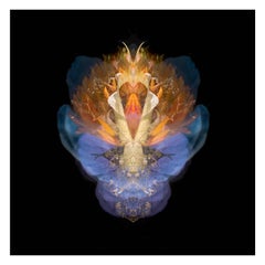 Himalhlia - Abstract Photography