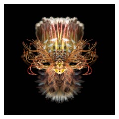 Hogon - Abstract Photography