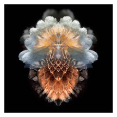 Limondium - Abstract Photography
