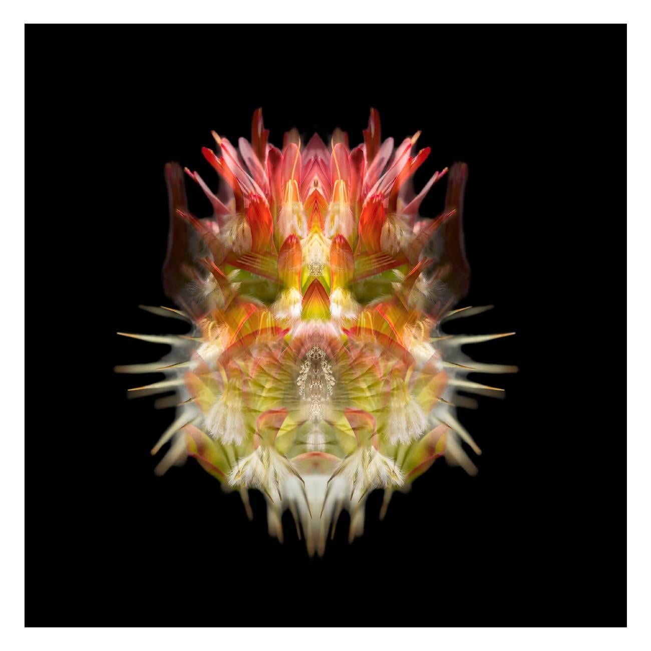 Composition: 
Red Pagoda flower (Protea Mimetes),Onopordium  Acanthium (cotton thistle), Anthozoa (soft coral)

Limited edition. Each image is uniquely printed directly to 5mm acrylic glass using UV cured pigment inks giving each photograph real