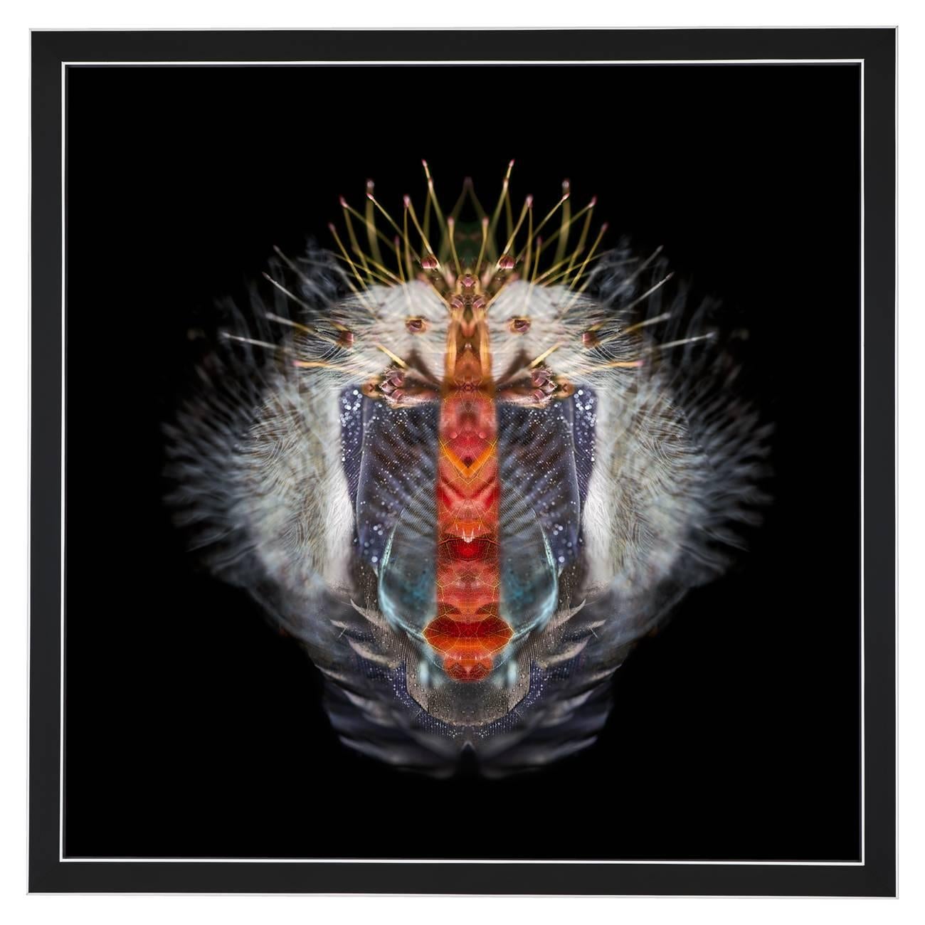 Composition: 
Hadeda Ibis feathers, Hawthorn leaf, Pin cushion protea, Dew drops, Water patterns

Limited edition. Each image is uniquely printed directly to 5mm acrylic glass using UV cured pigment inks giving each photograph real depth and