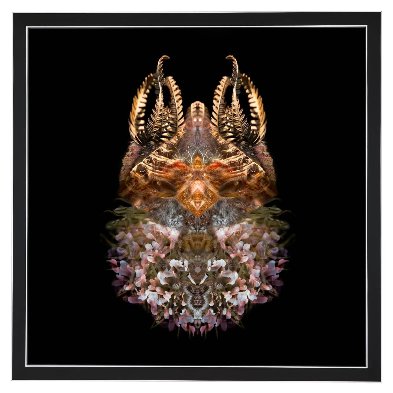 Composition: 
Dilatris Corymbosa (SA plant species), Dried Fern, Usnea Lichen, Emperor Moth wing/body, Pink Seaweed, Yellow pin cushion protea

Limited edition. Each image is uniquely printed directly to 5mm acrylic glass using UV cured pigment inks