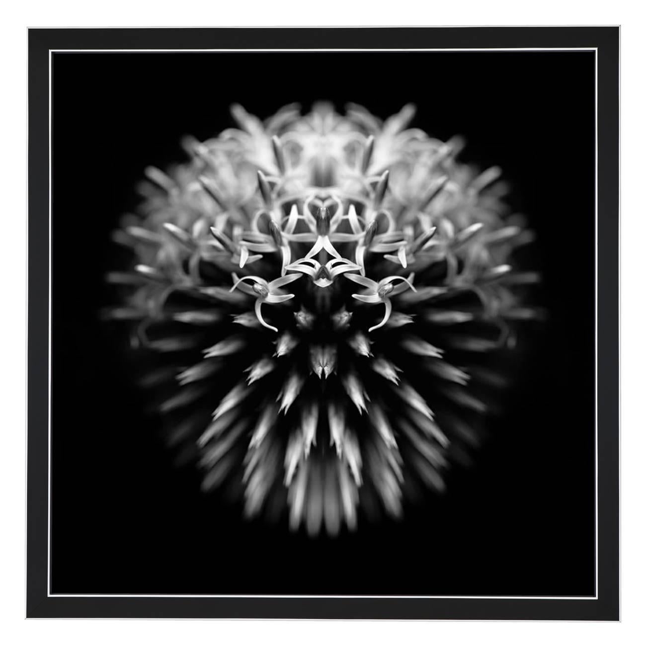 Oliver Barnett Black and White Photograph - Echninopsis - Abstract Photography 