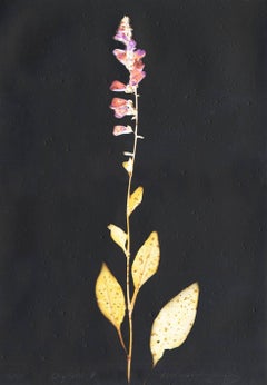 Digitalis II