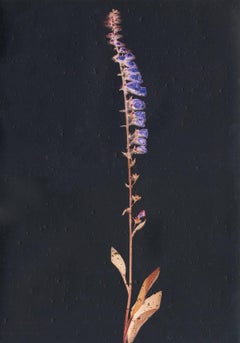 Digitalis III