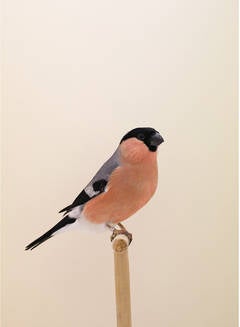 Luke Stephenson - Siberian Bullfinch #1 For Sale at 1stDibs