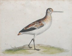 A Black-Tailed Godwit, Pen and Ink and Watercolor on Paper, Dutch