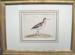 A Black-Tailed Godwit, Pen and Ink and Watercolor on Paper, Dutch