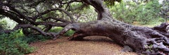 Reclining Oak