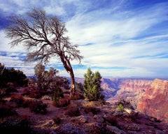 Grand Canyon View