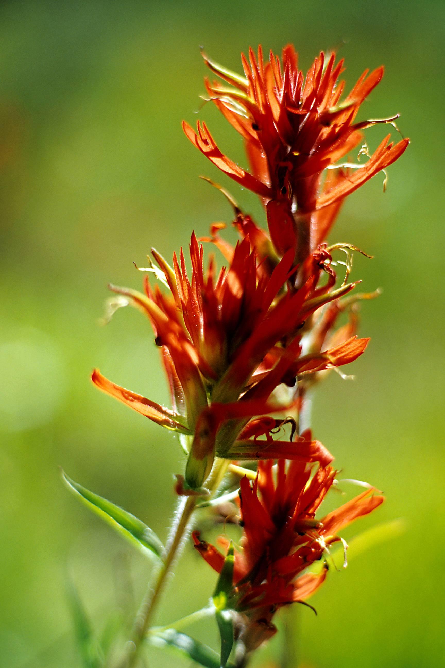 Indian Paintbrush For Sale on 1stDibs indian paintbrush painting