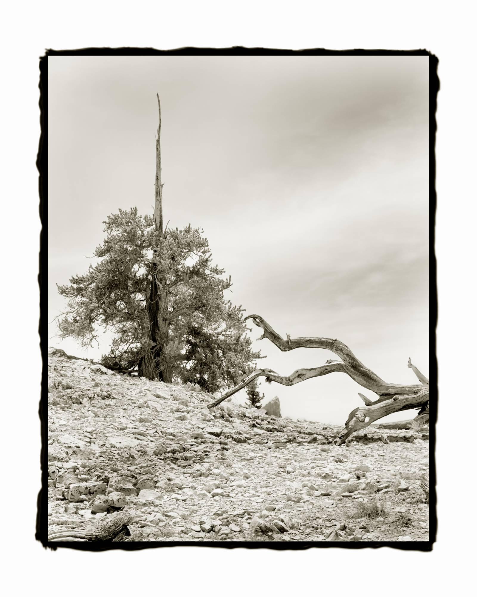 Ludo Leideritz Black and White Photograph - Bristlecone #3