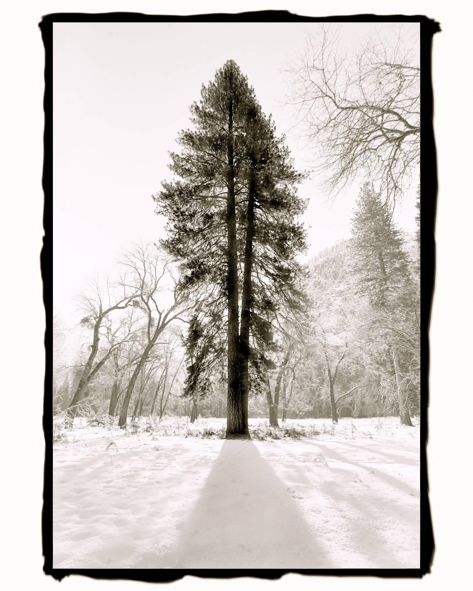 Barbara Ann Leideritz Black and White Photograph - Backlit Pine