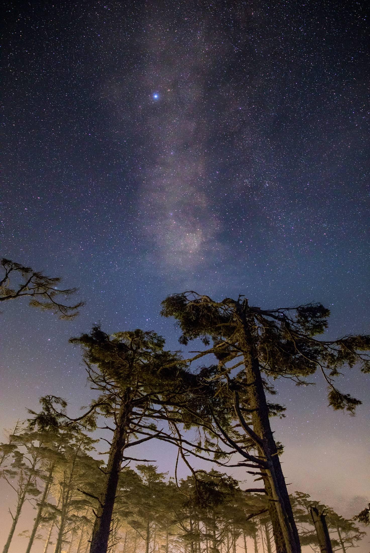 Robert A. Hansen Landscape Photograph - Pine Trees and Milky Way