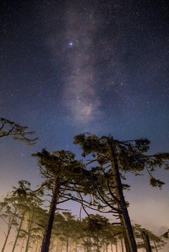 Pine Trees and Milky Way