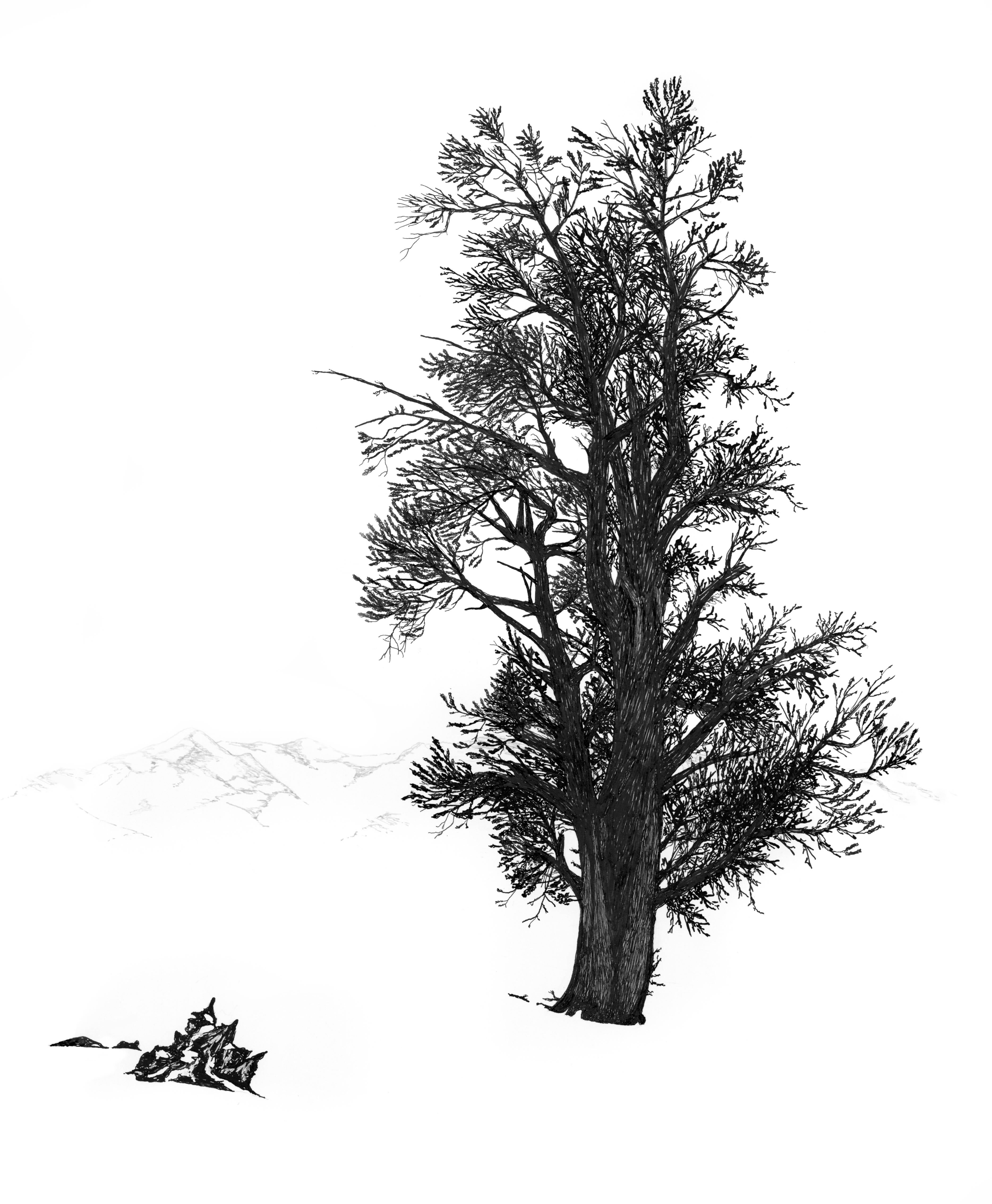 Ludo Leideritz Landscape Art - Bristlecone in Winter, White Mountains