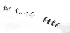 Penguins Going In