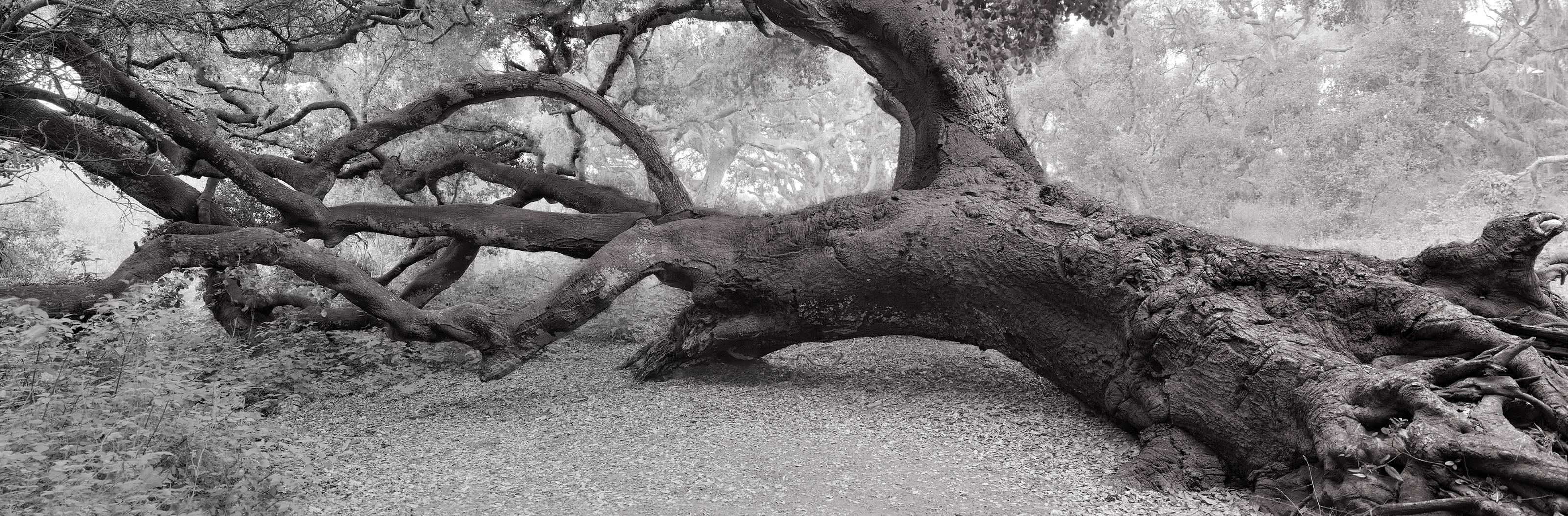 Ludo Leideritz Landscape Photograph - Leaning Oak