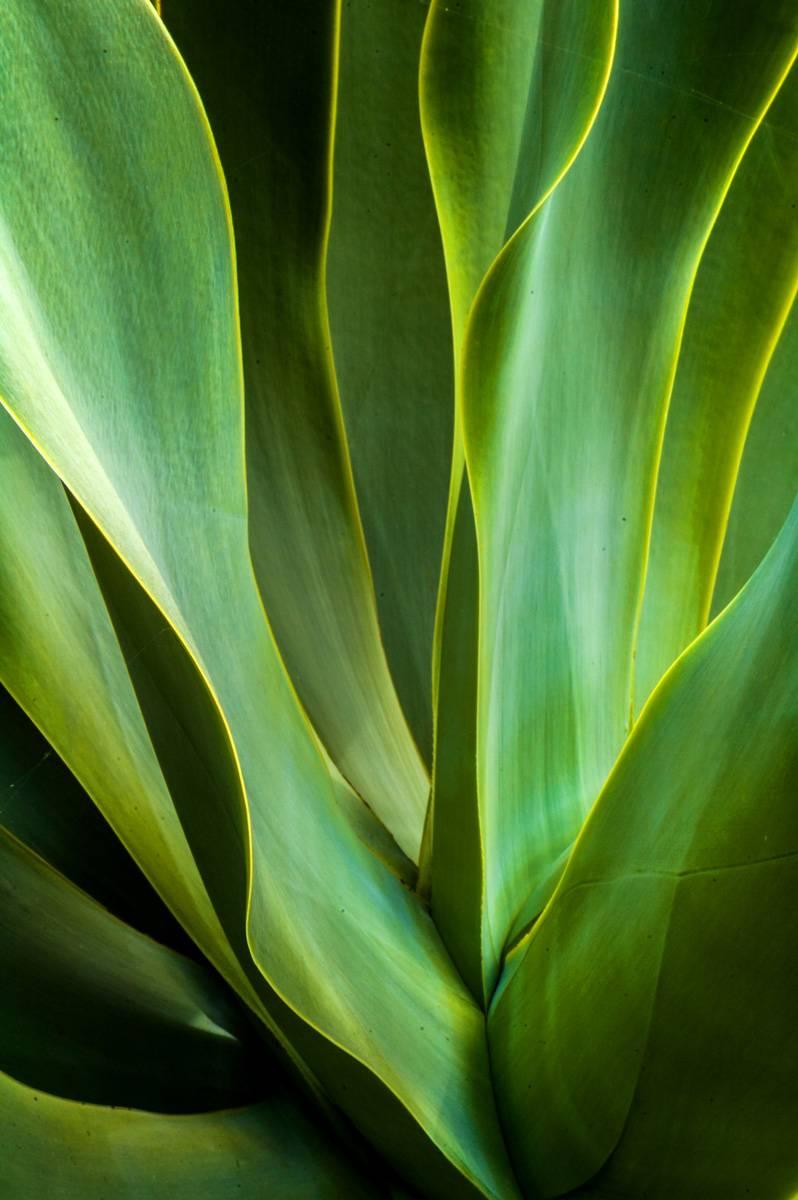 Wanderborn Color Photograph - Waves of Agave