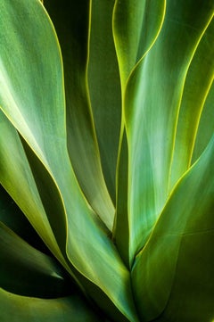 Waves of Agave