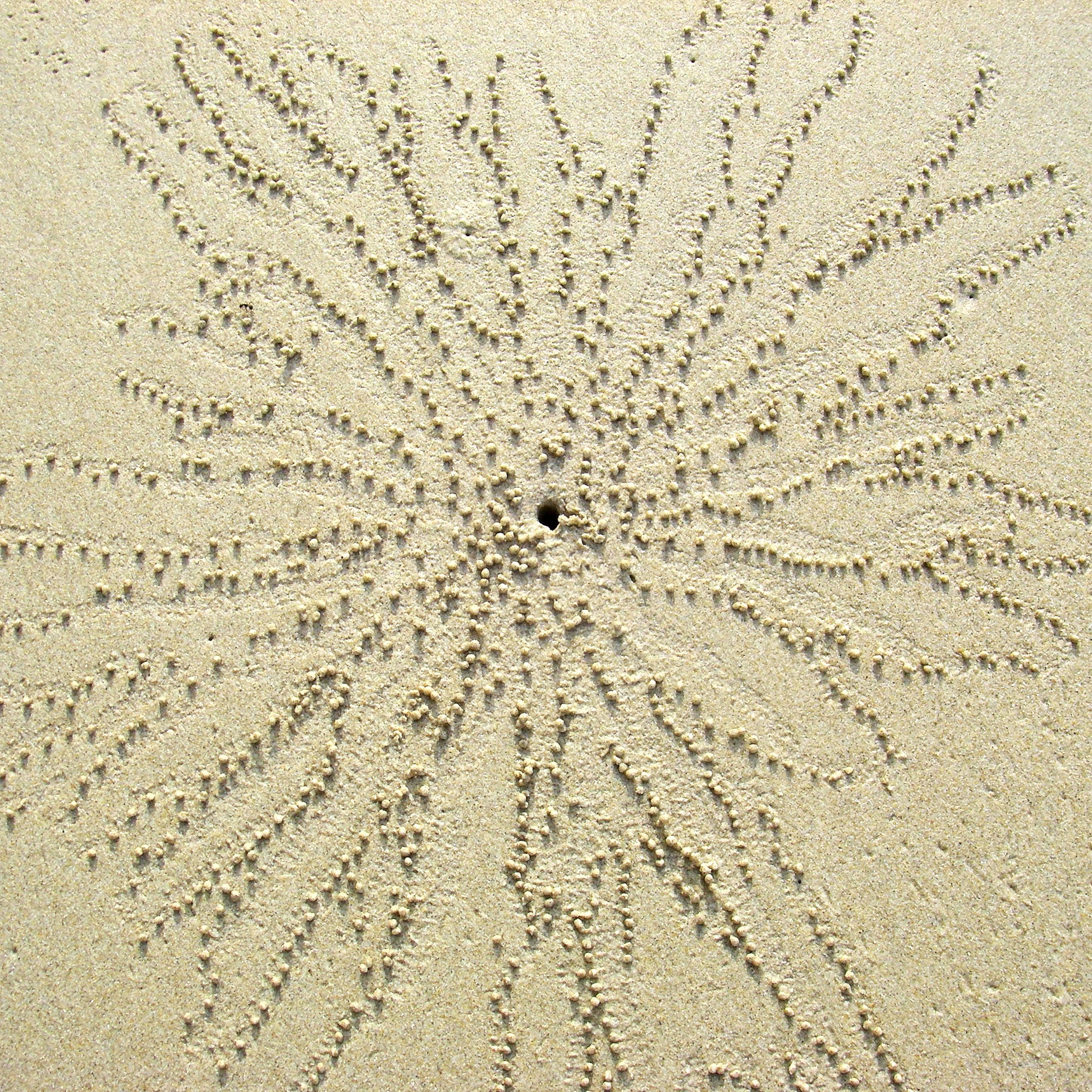 Linda Epstein Abstract Photograph - Radiating Sand Pattern 1