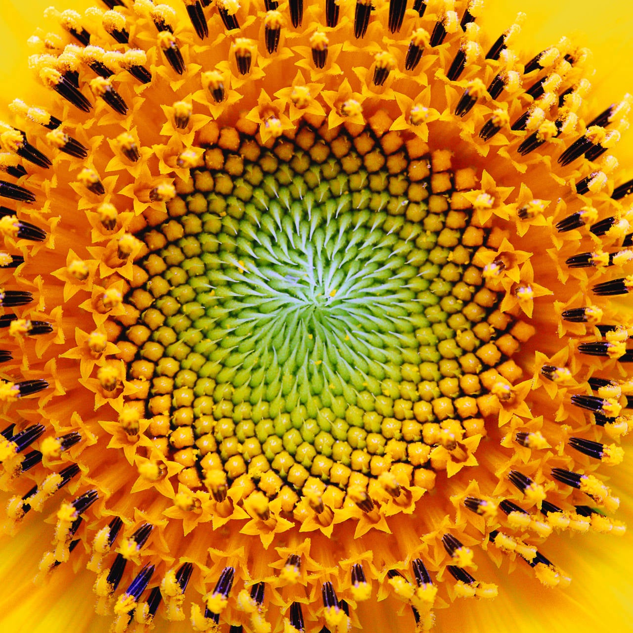 Linda Epstein Color Photograph - Yellow Sunflower Spiral