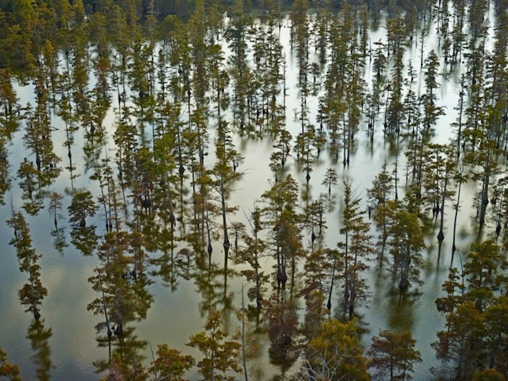 Beaver Dam Lake 1, Tunica Mississippi, 2014 - Photograph by Andrew Moore
