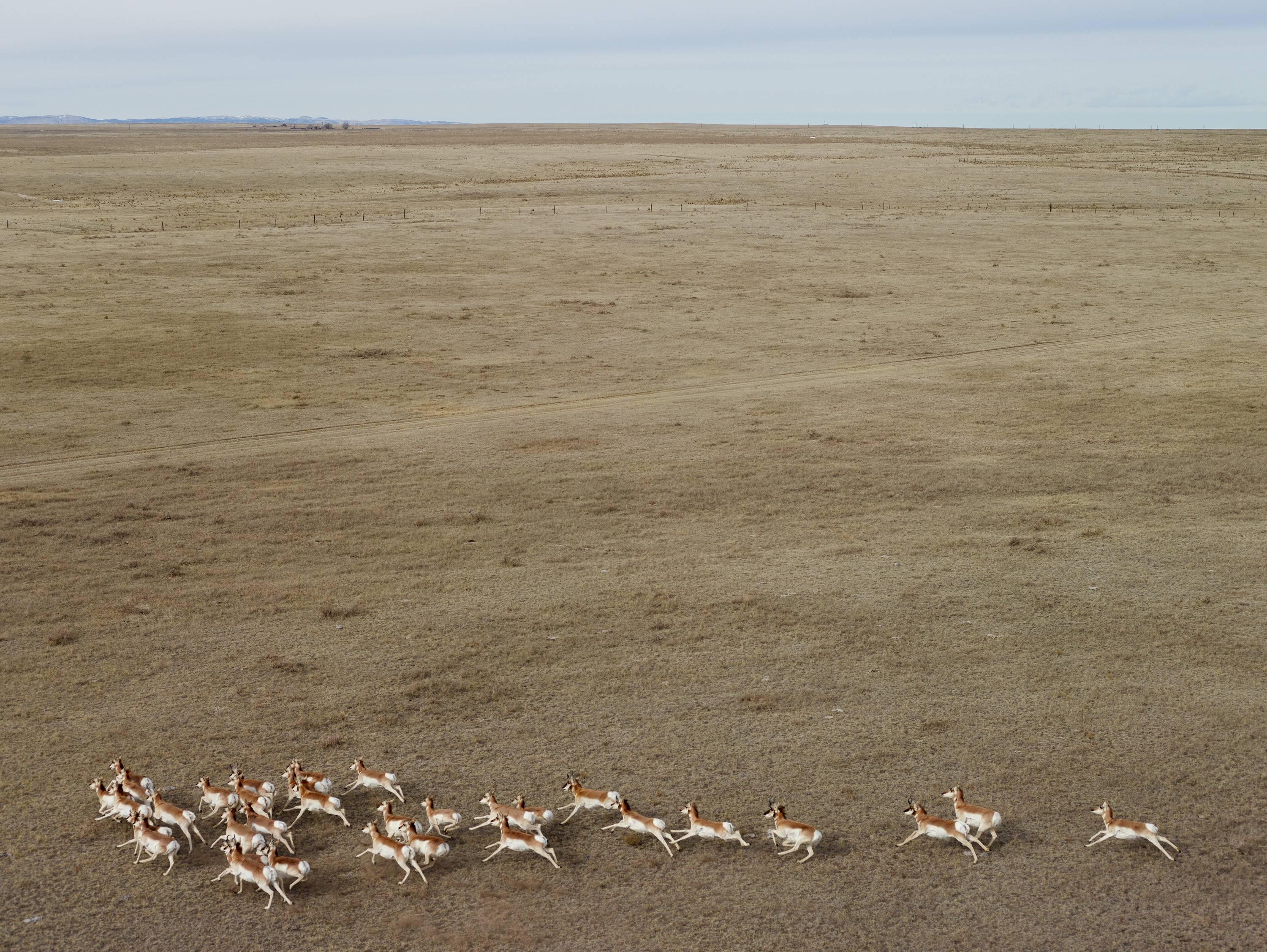 Andrew Moore Landscape Photograph - Pronghorn Antelope, Niobara County, Wyoming