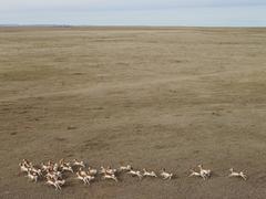 Pronghorn Antelope, Niobara County, Wyoming