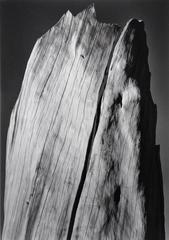 White Stump, Sierra Nevada, California