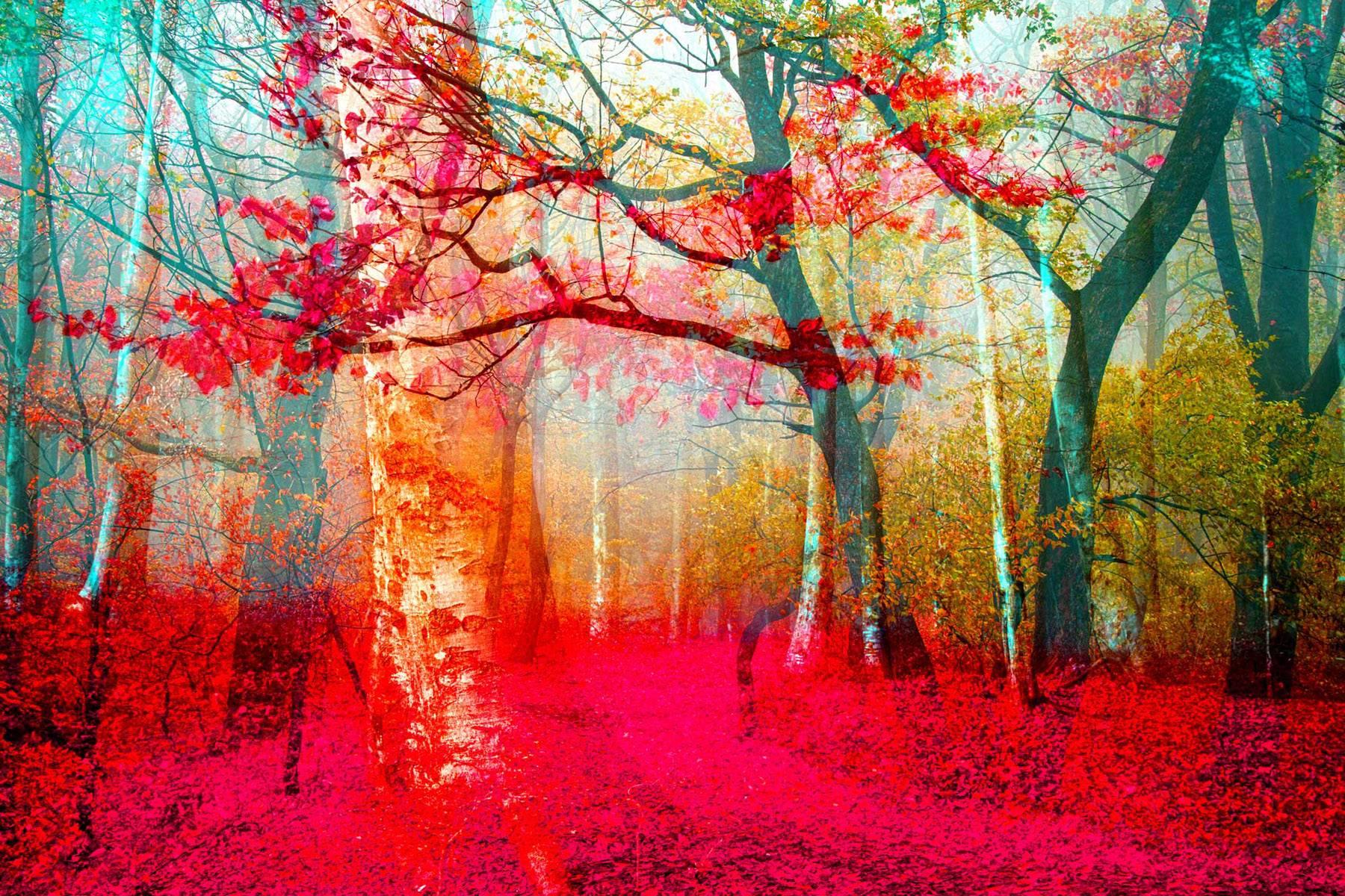 Thomas Bijen Landscape Photograph - Pink Forest - Framed Fine Art Limited Edition of 149