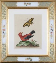 A Natural History of Uncommon Birds