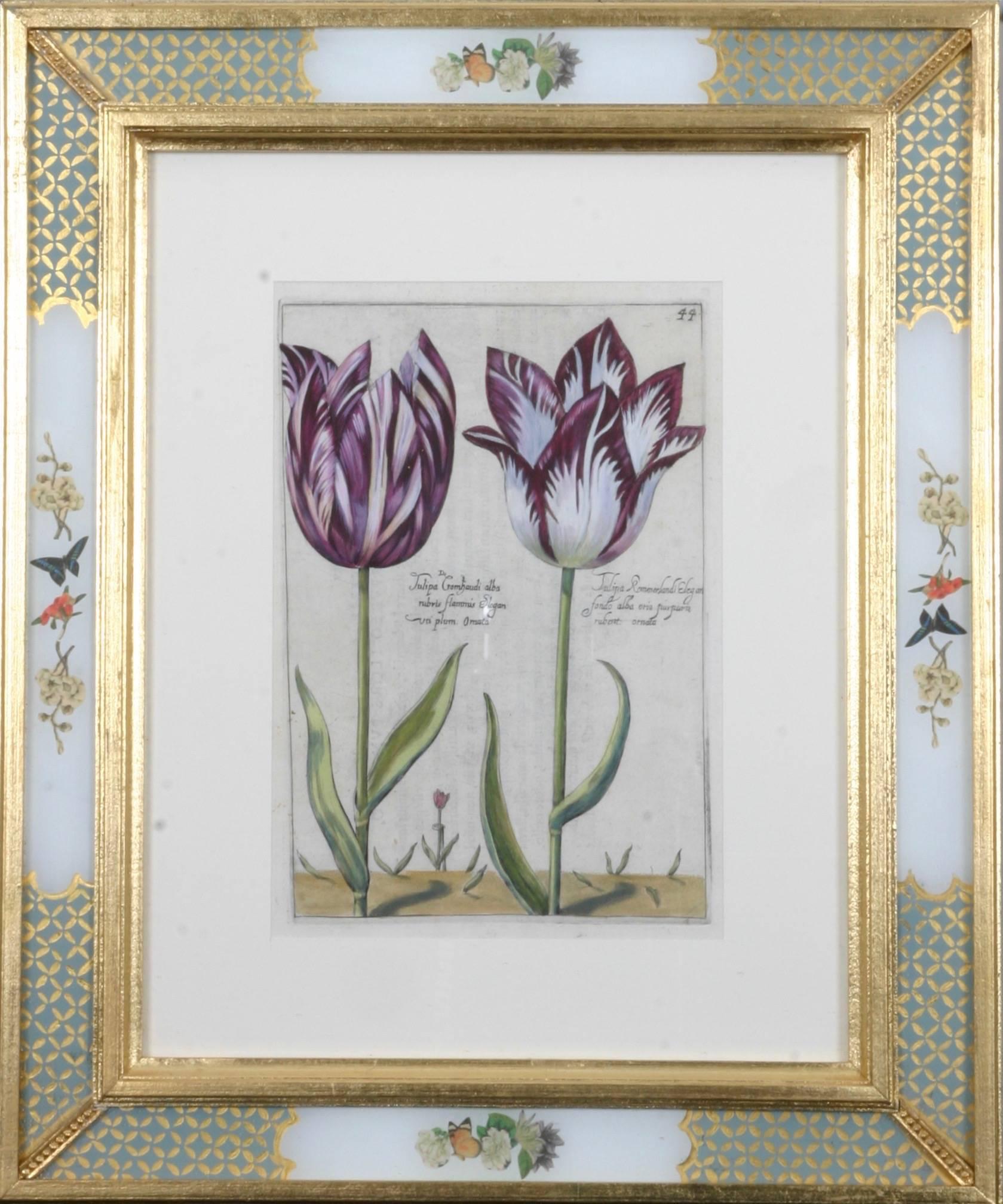 Hortus Floridus Tulips - Print by Crispin de Passe II