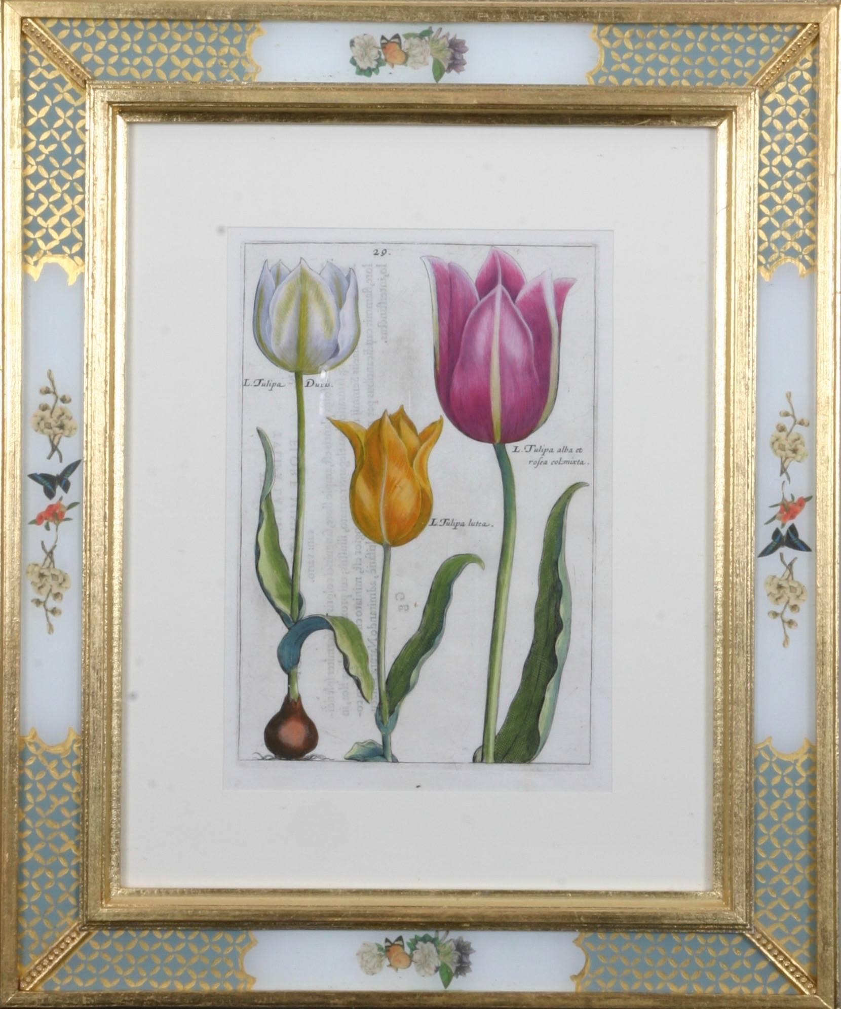 Hortus Floridus Tulips - Old Masters Print by Crispin de Passe II