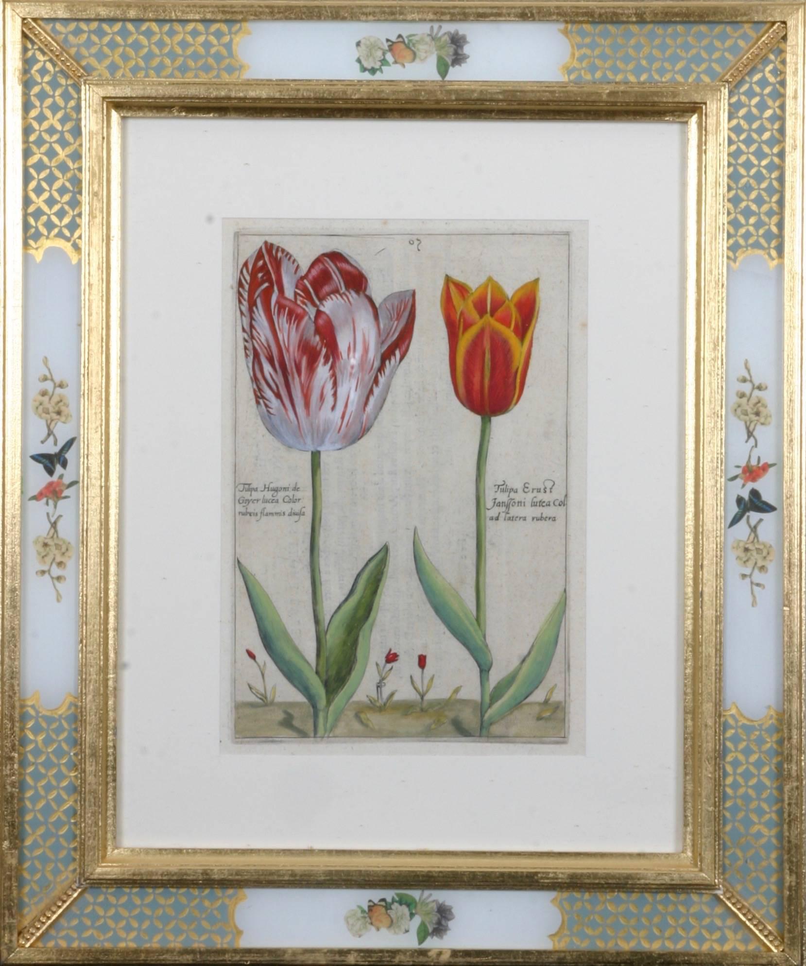 Hortus Floridus Tulips 1