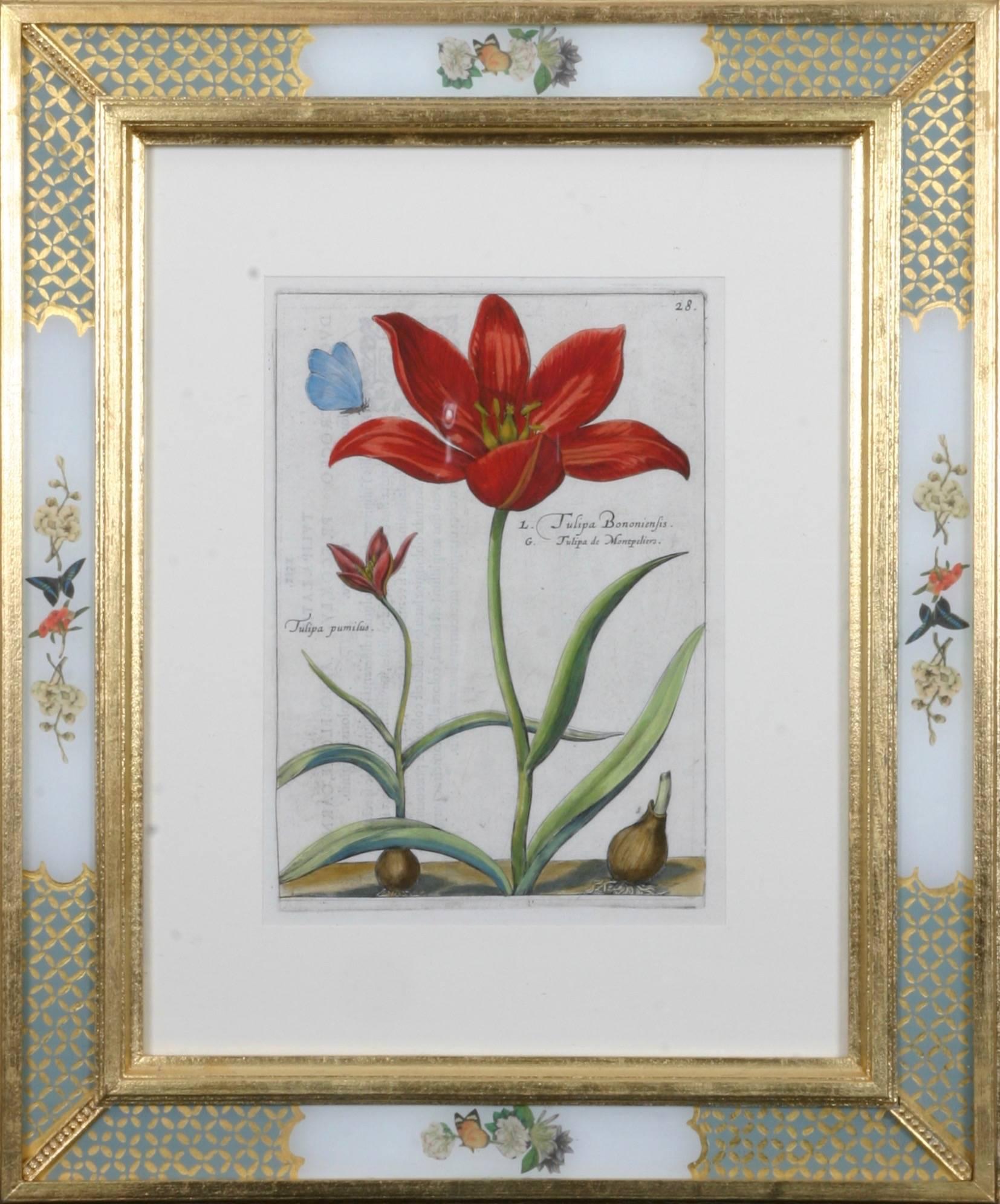Hortus Floridus Tulips 2