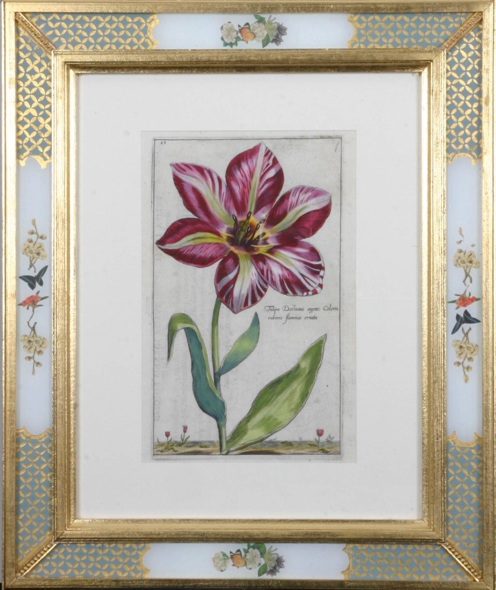 Hortus Floridus Tulips 4