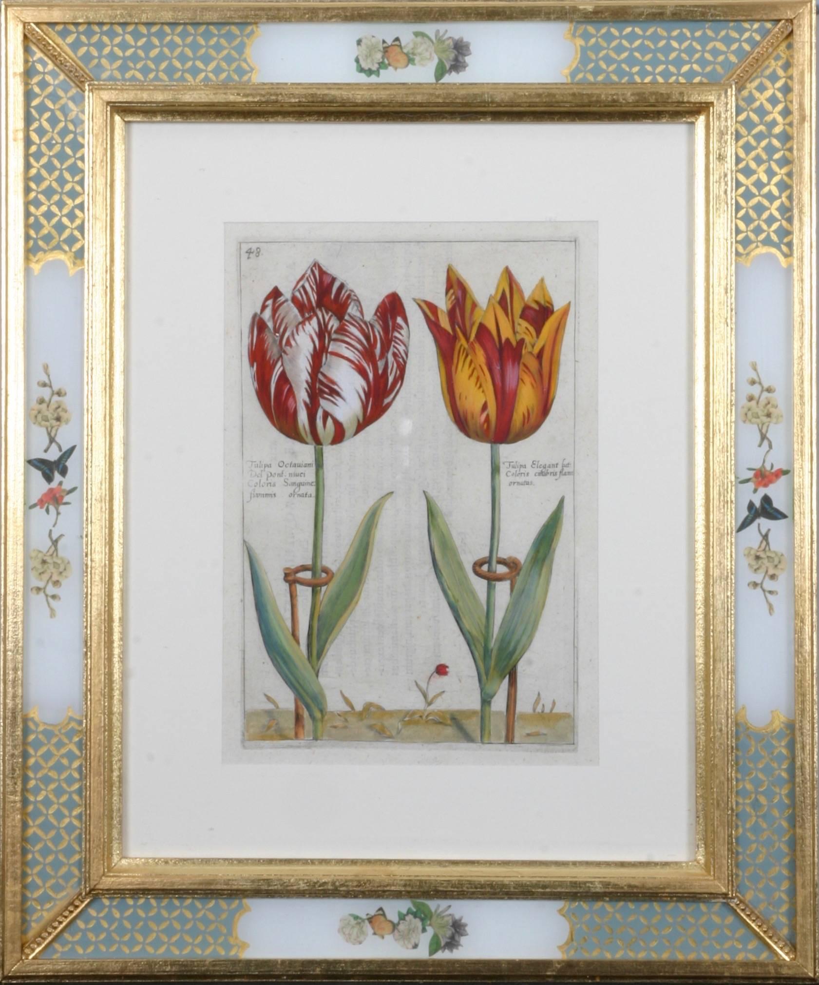 Hortus Floridus Tulips 5