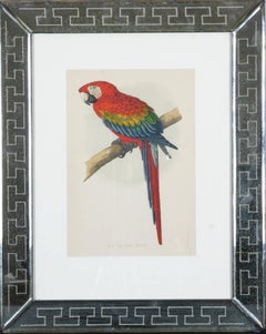 Parrots and Parakeets