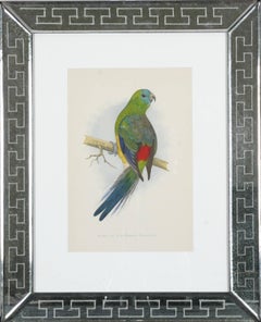 Parrots and Parakeets