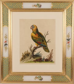 Antique Parrot from  A Natural History of Uncommon Birds 