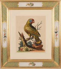 Antique Parrot from  A Natural History of Uncommon Birds 