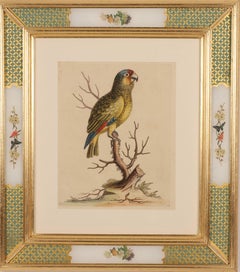 Parrot from  A Natural History of Uncommon Birds 