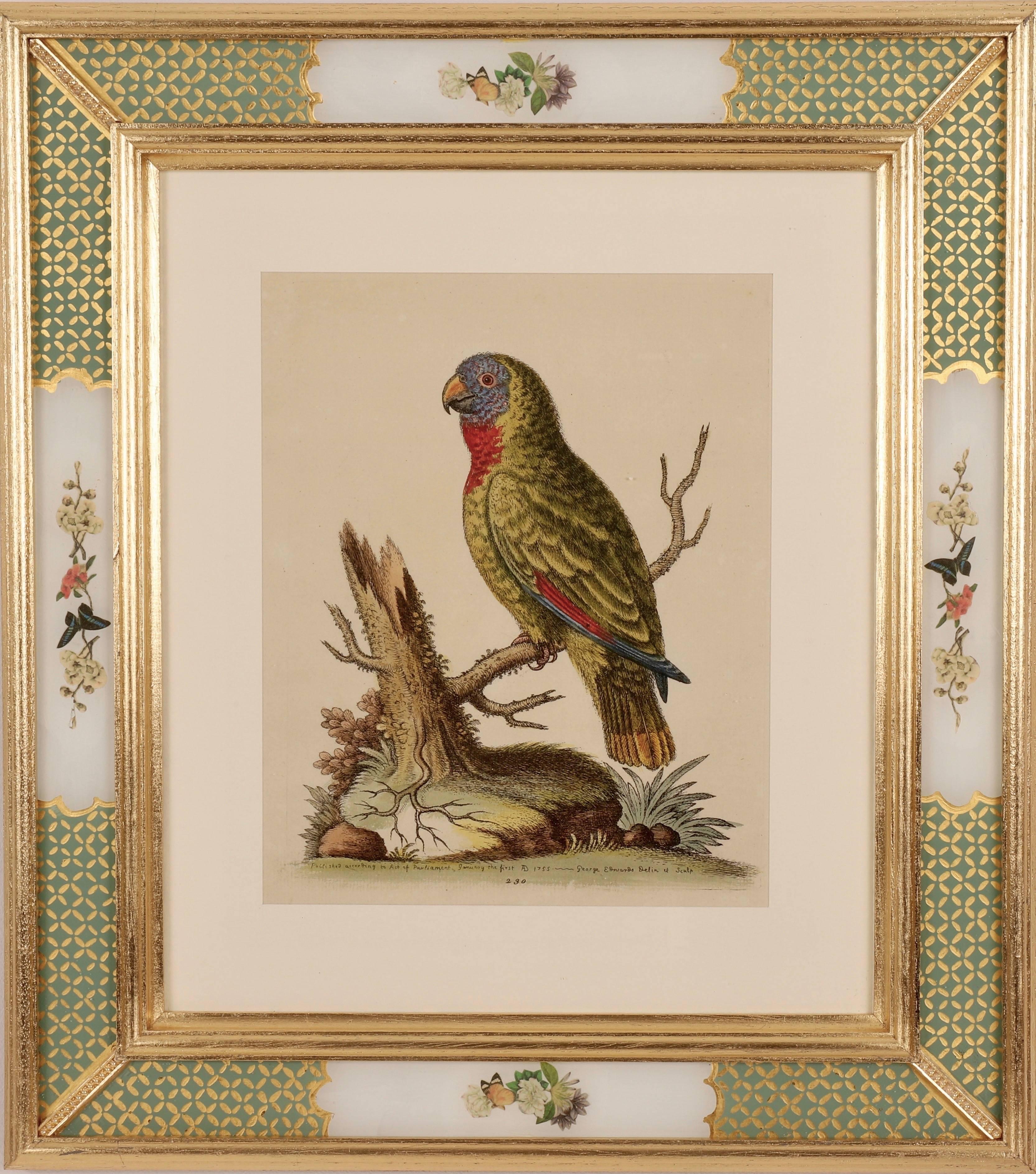 George Edwards Animal Print - Parrot from  A Natural History of Uncommon Birds 