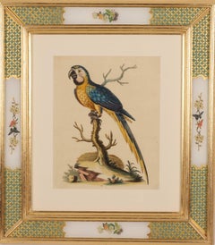 Parrot from A Natural History of Uncommon Birds