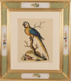 Parrot from  A Natural History of Uncommon Birds 