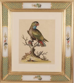 Parrot from  A Natural History of Uncommon Birds 