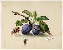 Untitled - Plums and insects.