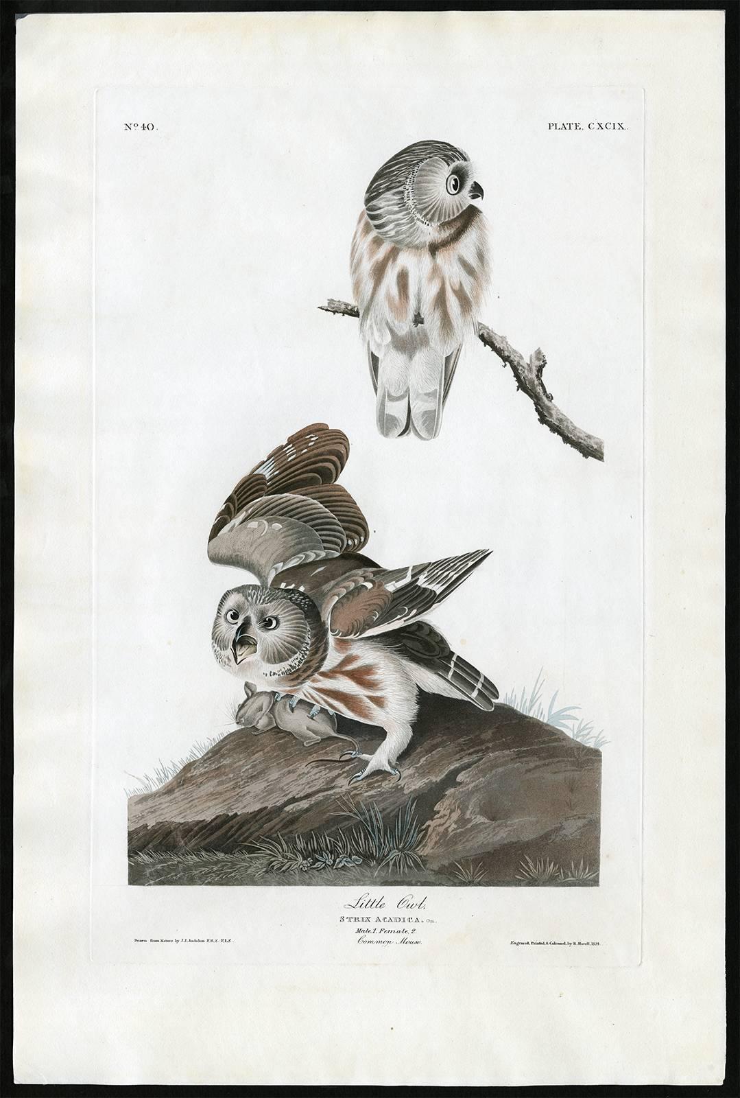 John James Audubon Animal Print - Little Owl.
